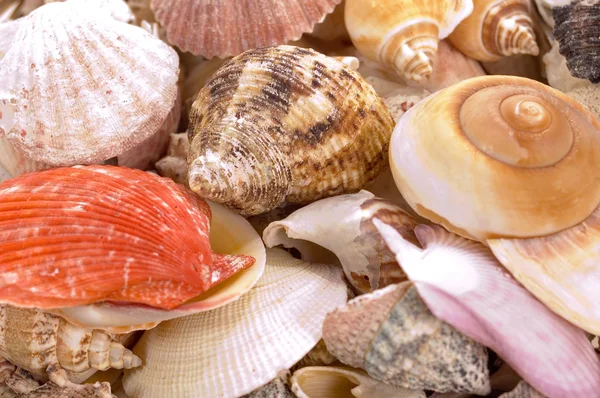 stock image Seashells