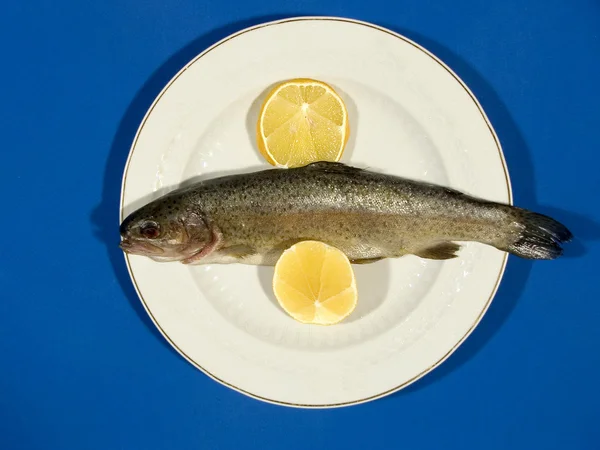 stock image Fish