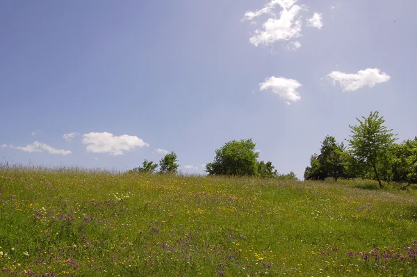 stock image Green field