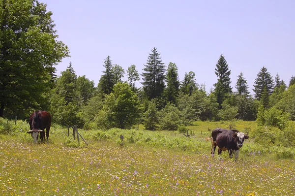 Cow in pasture — Stock Photo, Image