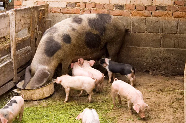 Свиньи — стоковое фото