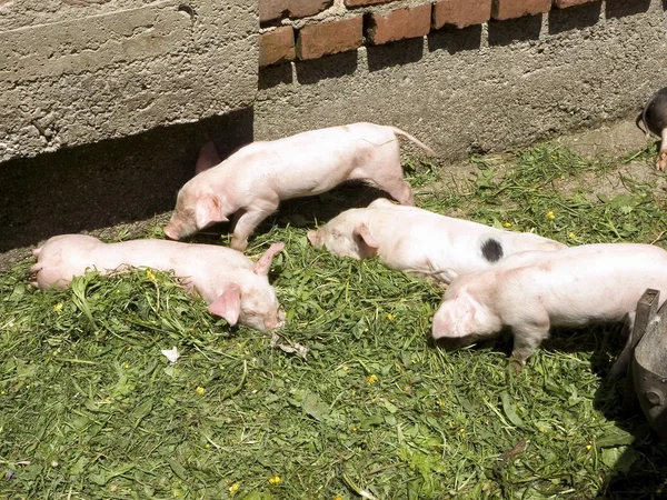 Свині — стокове фото