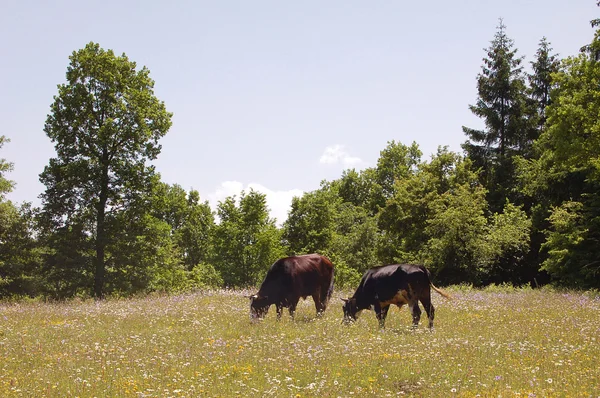 牧草地で牛します。 — ストック写真