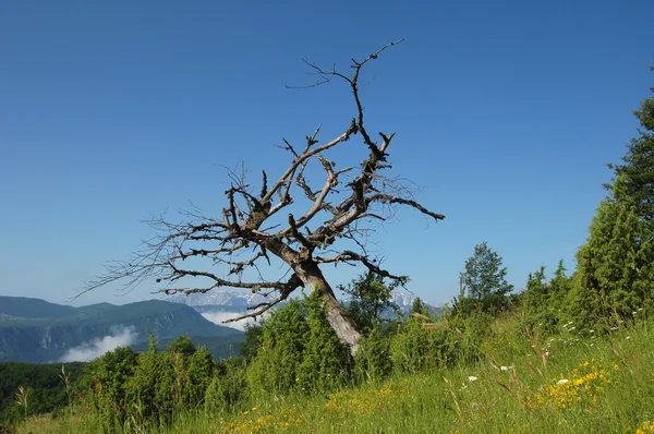 Lone tree — Stock Photo, Image