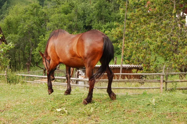 Paard — Stockfoto
