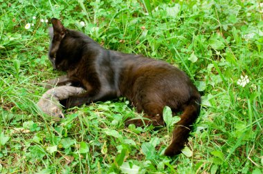 Kedi ve Fare