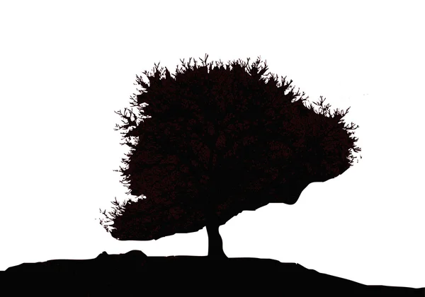 Σιλουέτα δέντρου — Φωτογραφία Αρχείου