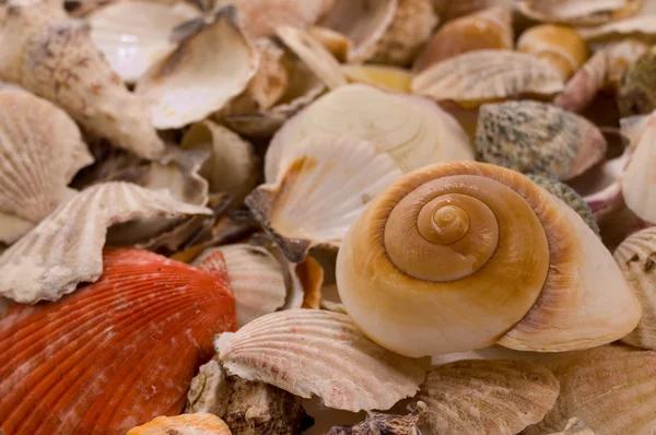 stock image Seashells