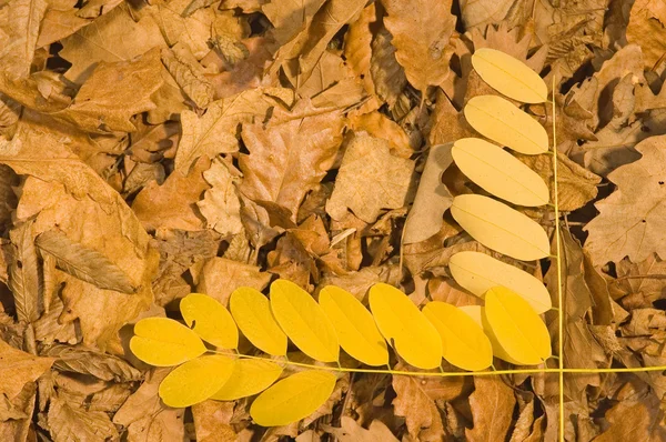Fall leaves — Stock Photo, Image