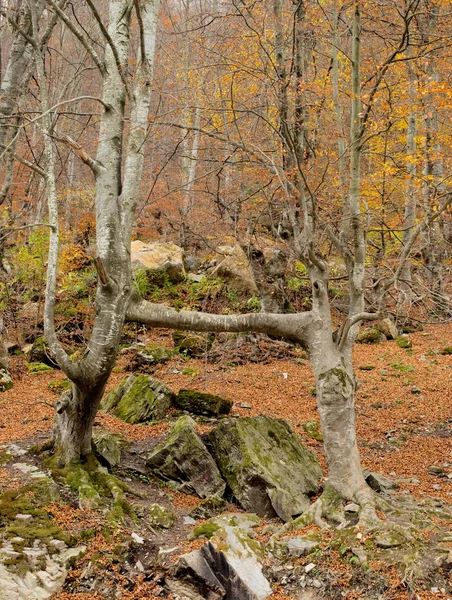 stock image Trees in love