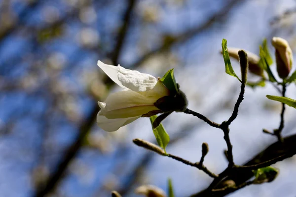 stock image Magnolia tree