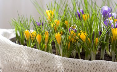 Spring Crocus clipart