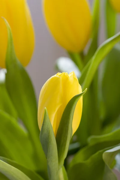 Tulipan wiosna — Zdjęcie stockowe