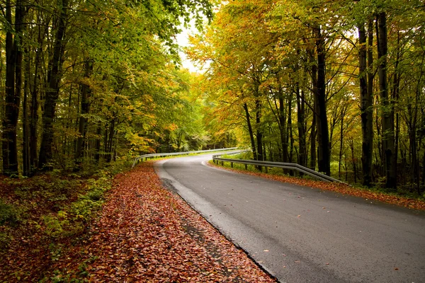 stock image Forest road