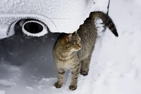 stock image Cat