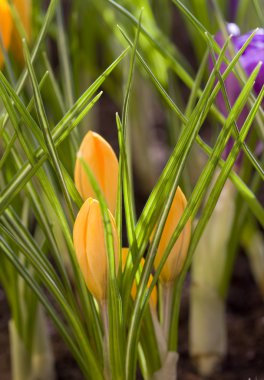 Spring Crocus clipart