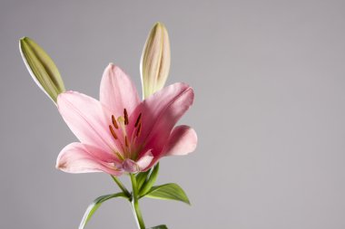 pembe lily natürmort