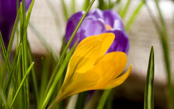 Весенний крокус — стоковое фото