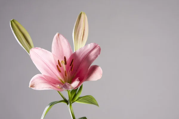 stock image Pink lily still life