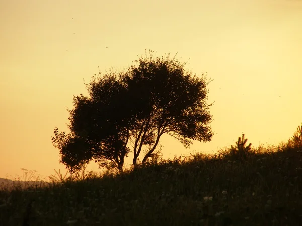 stock image Tree in the sunset