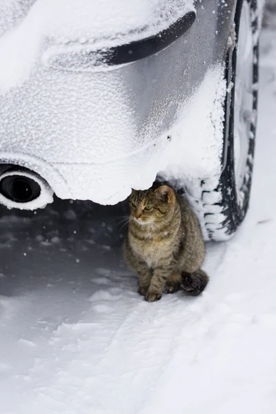 stock image Cat