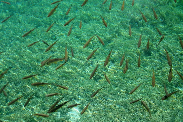 stock image Fishes in a crystal lake