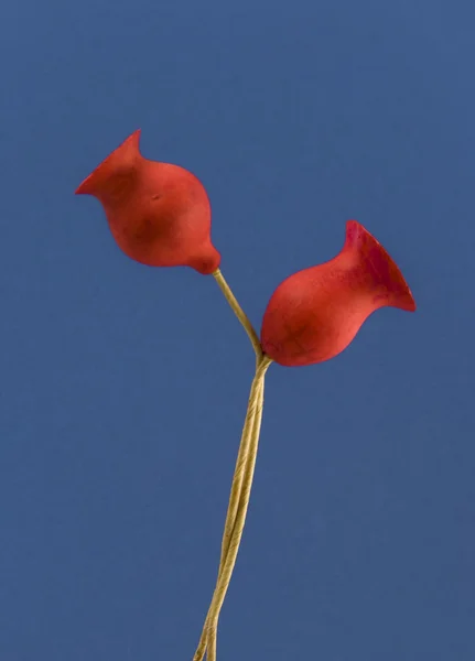 Czerwone suche kwiaty, — Zdjęcie stockowe