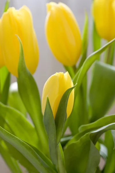 Jarní Tulipán — Stock fotografie