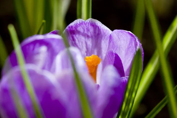 Azafrán de primavera —  Fotos de Stock