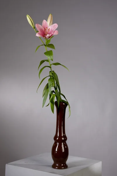 Różowa lilia martwa — Zdjęcie stockowe