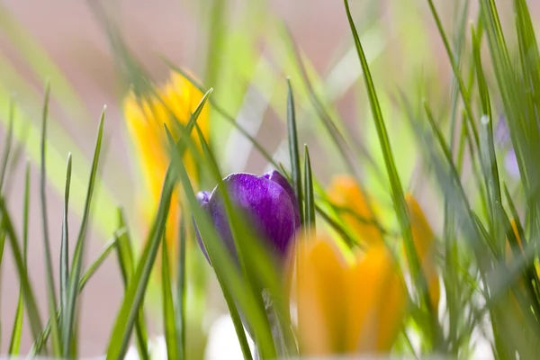 Våren krokus — Stockfoto