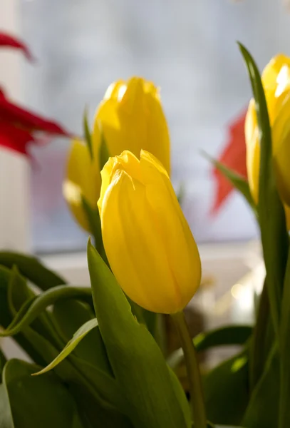 Tulipán de primavera —  Fotos de Stock