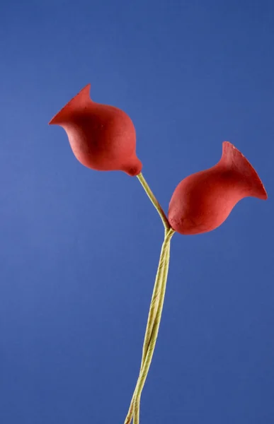 Fleurs sèches rouges, — Photo