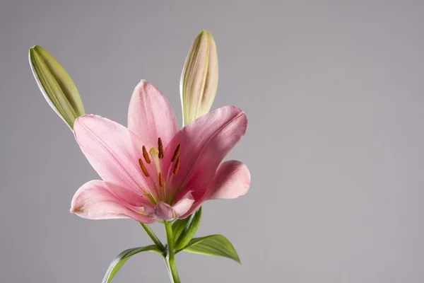 stock image Pink lilyid