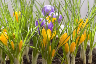 Spring Crocus clipart