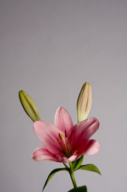 pembe lily natürmort