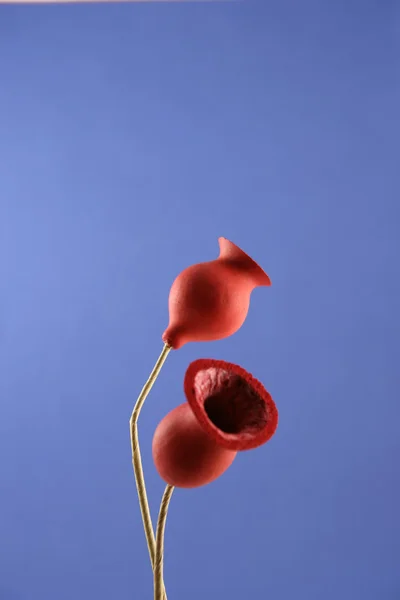 Rote trockene Blumen, — Stockfoto