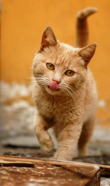 猫 — ストック写真