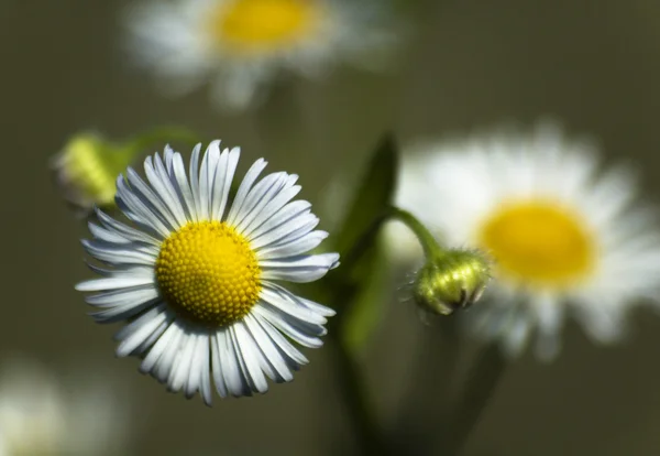 stock image Margarites