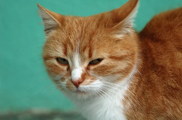 Kočka 2 — Stockfoto