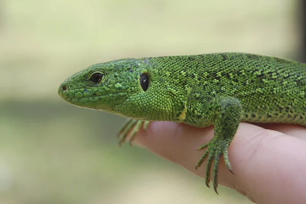 stock image Lizard