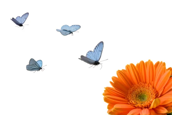 Butterflies and flower — Stock Photo, Image