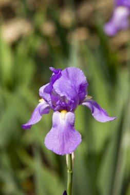 Iris