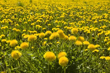 Dandelions clipart