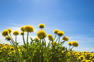 Yellow dandelions clipart