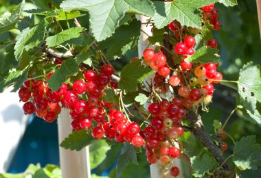 Clusters of red currant on bush clipart