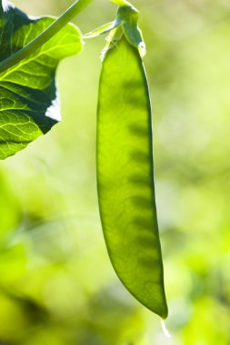 peasecod güneş ile üzerinden çıktı