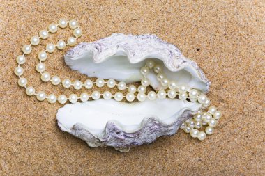 Shell with a beads clipart