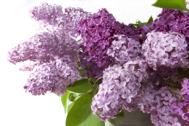 Lilac bouquet clipart