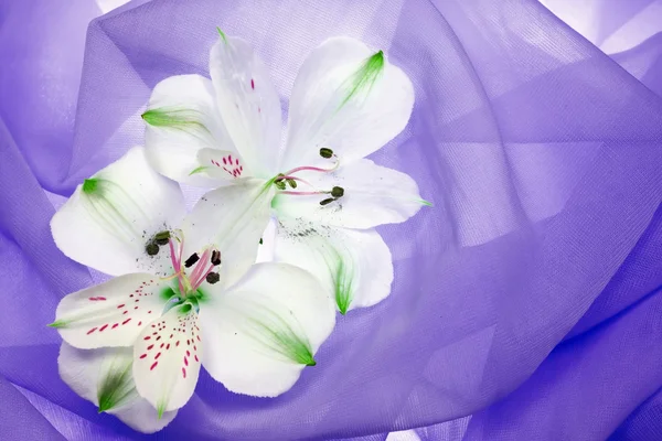 Hvid blomst - Stock-foto
